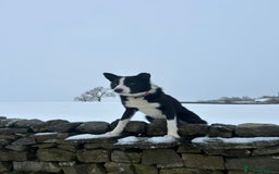 Border Collie dogs for sale: dog for sale - Image 7