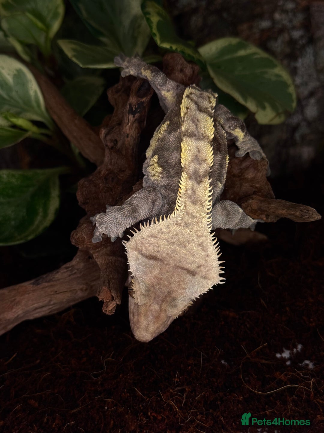 Gecko reptiles for sale: Friendly large Crested Gecko Male - Image 3