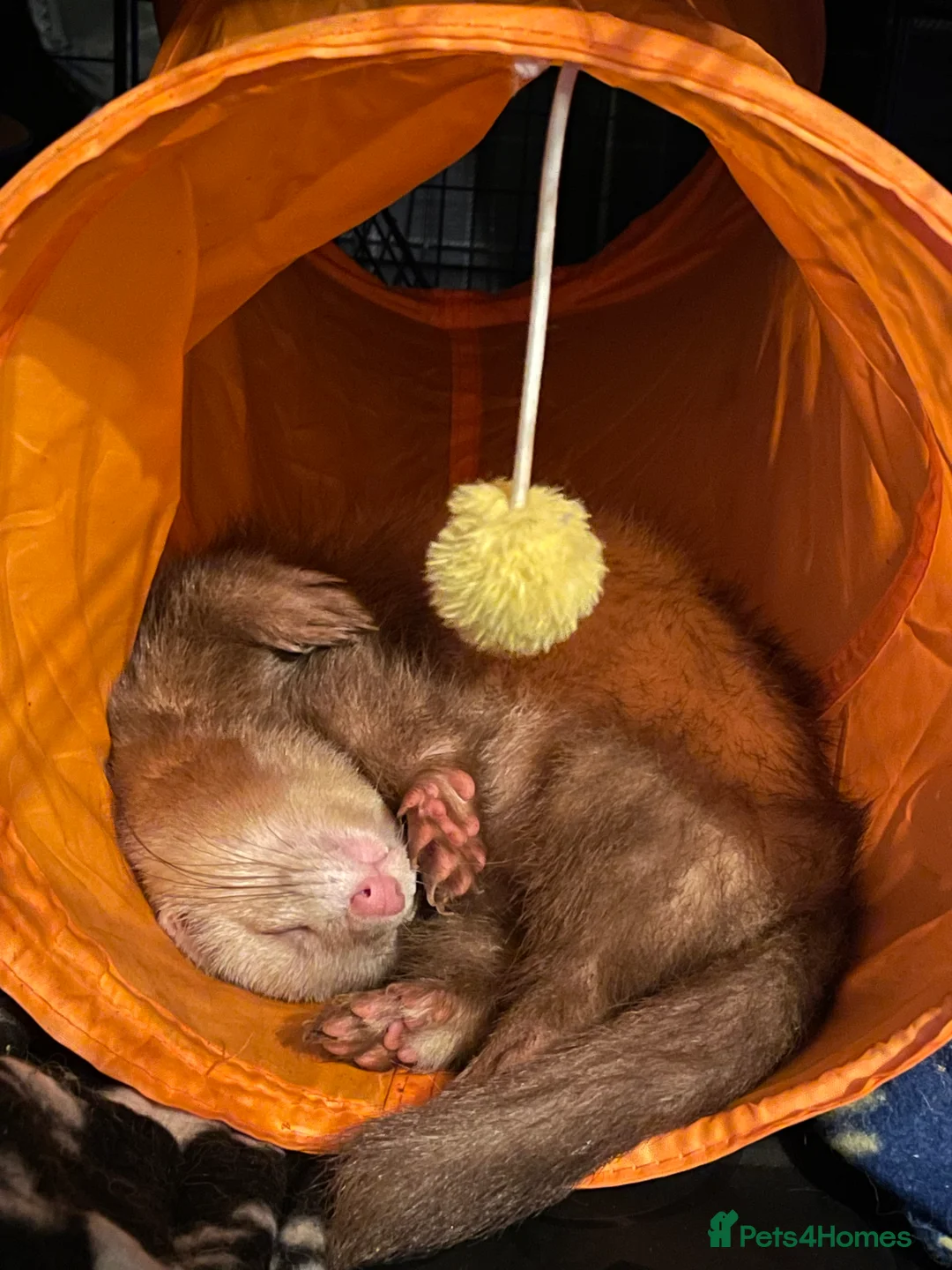 Ferret rodents for sale: Two gorgeous male ferret brothers for sale - Advert 5