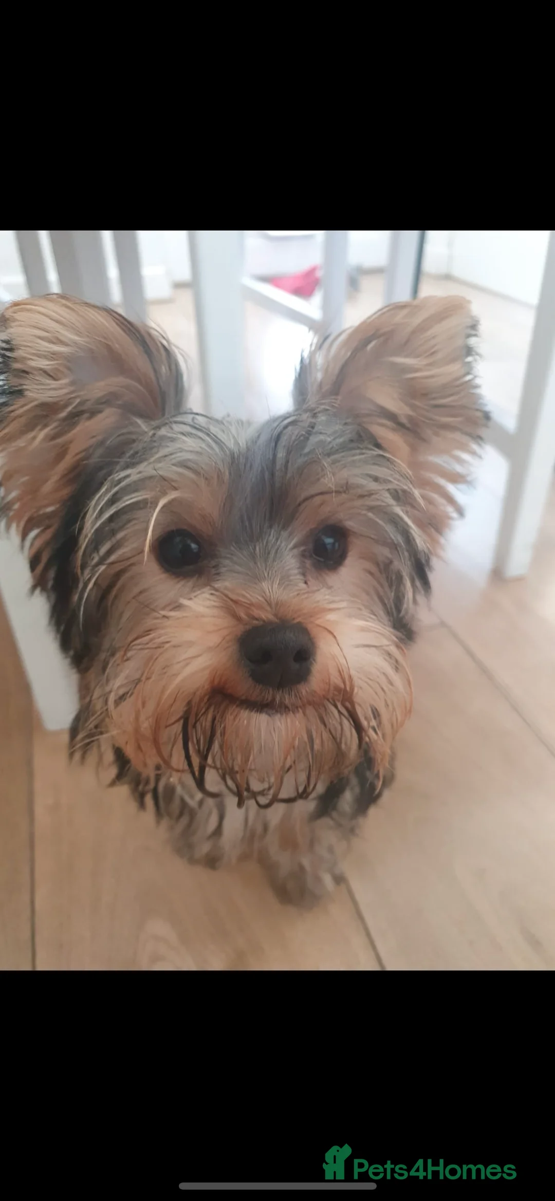 Yorkshire Terrier dogs for stud: CUTEST TINY BOY FOR STUD in Dudley - Advert 12