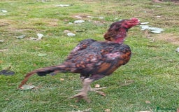 Chickens poultry for sale: These are all different breeds - Image 4