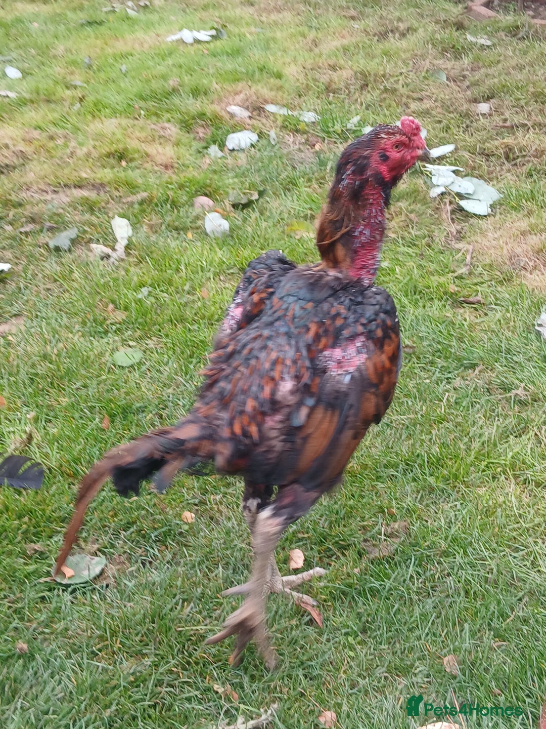 Chickens poultry for sale: These are all different breeds - Image 4