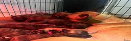 Belgian Shepherd Dog dogs for sale: Bull Herder puppies (working lines) - Advert 3