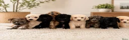 Labradoodle dogs for sale: DNA health tested parents of stunning labradoodles in Ware - Advert 35