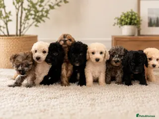 Labradoodle dogs DNA health tested parents of stunning labradoodles - Advert 3