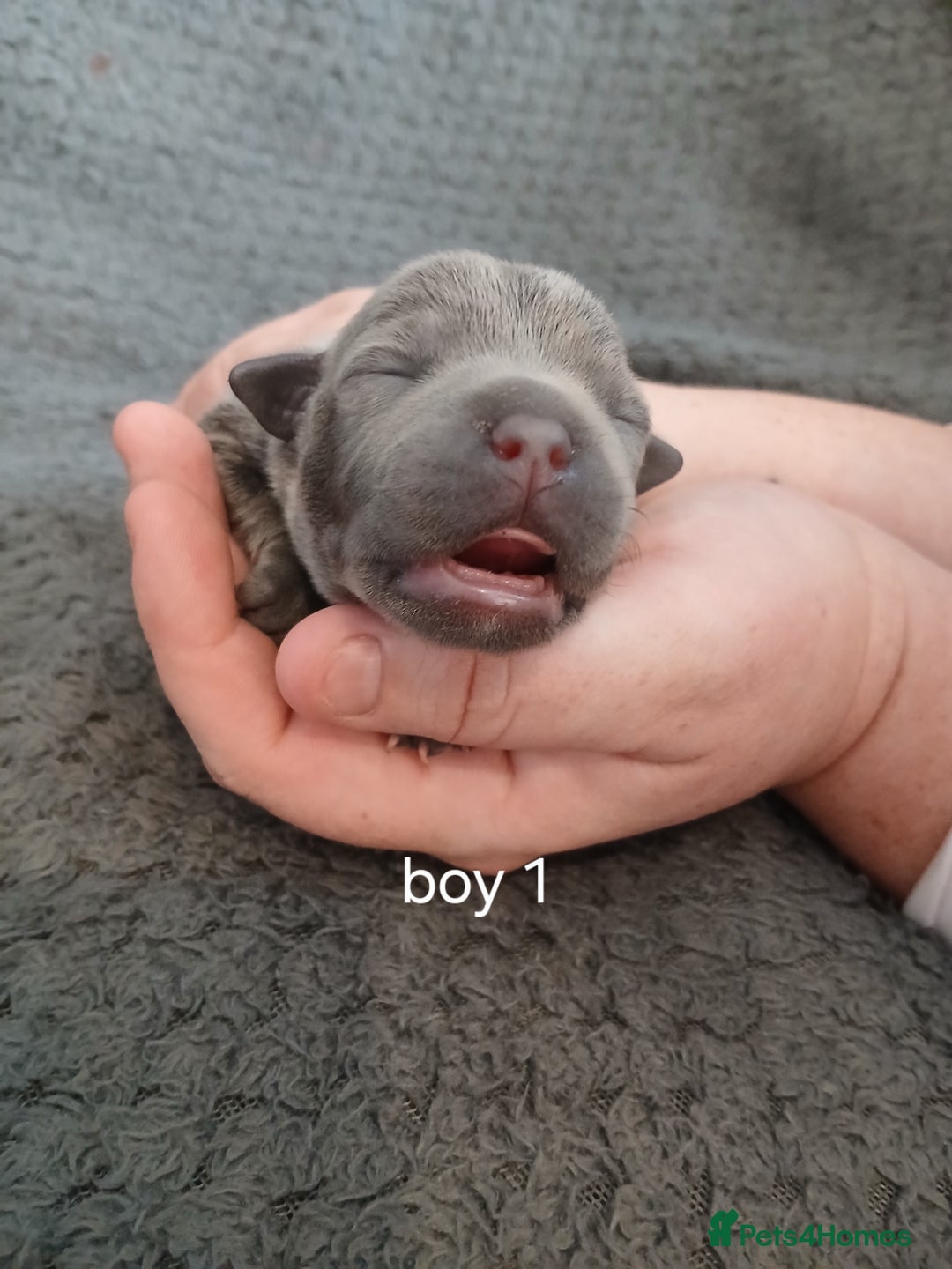 Staffordshire Bull Terrier dogs for sale: Black and blue staffing puppies  - Advert 4