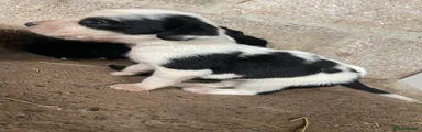 Mixed Breed 3