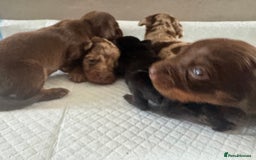 Miniature Dachshund dogs for sale: REDUCED Miniature dachshund Last Two available  in Hook - Image 15