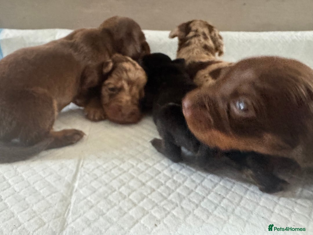 Miniature Dachshund dogs for sale: REDUCED Miniature dachshund Last Two available  in Hook - Image 15
