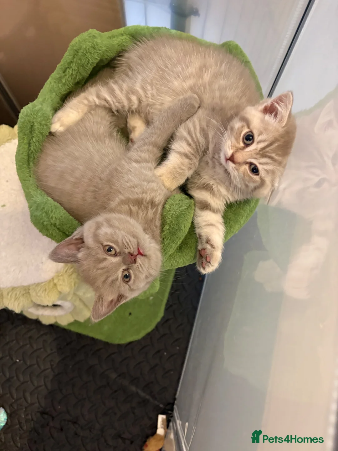 Mixed Breed cats for sale: Gorgeous British shorthair x Scottish fold - Advert 18