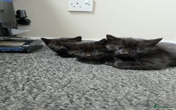 Siamese cats for sale: 3x Beautiful Siamese crossed tabby kittens  - Image 1