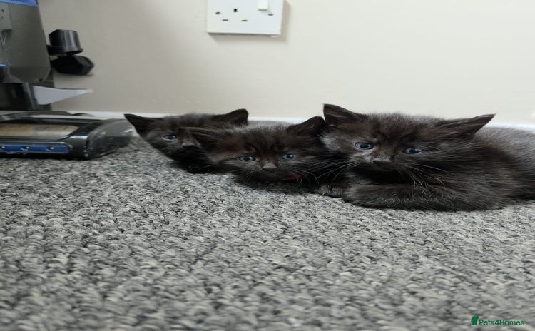 Siamese cats - Advert 3