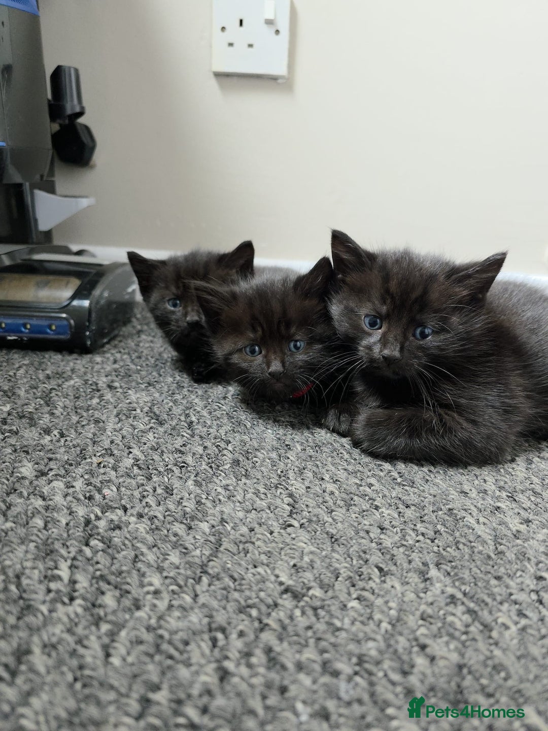 Siamese cats for sale: 3x Beautiful Siamese crossed tabby kittens  - Image 1