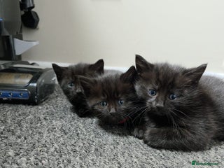 Siamese cats - Advert 32
