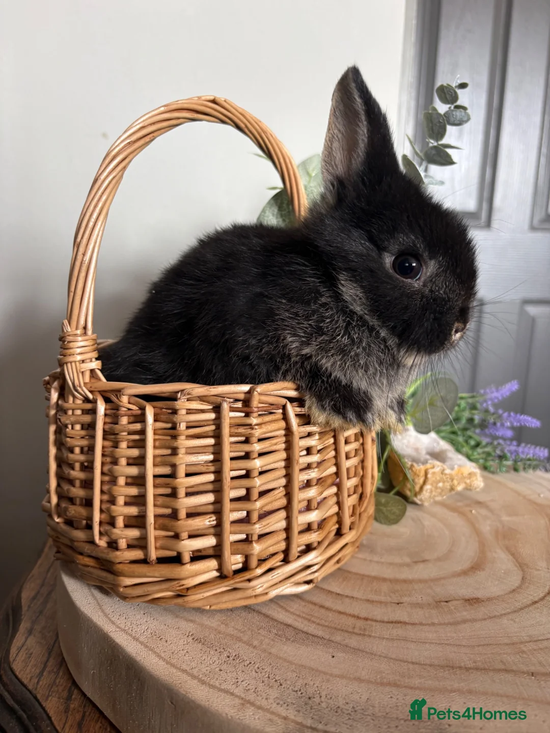 Netherland Dwarf rabbits for sale: Bonded sisters  - Advert 2