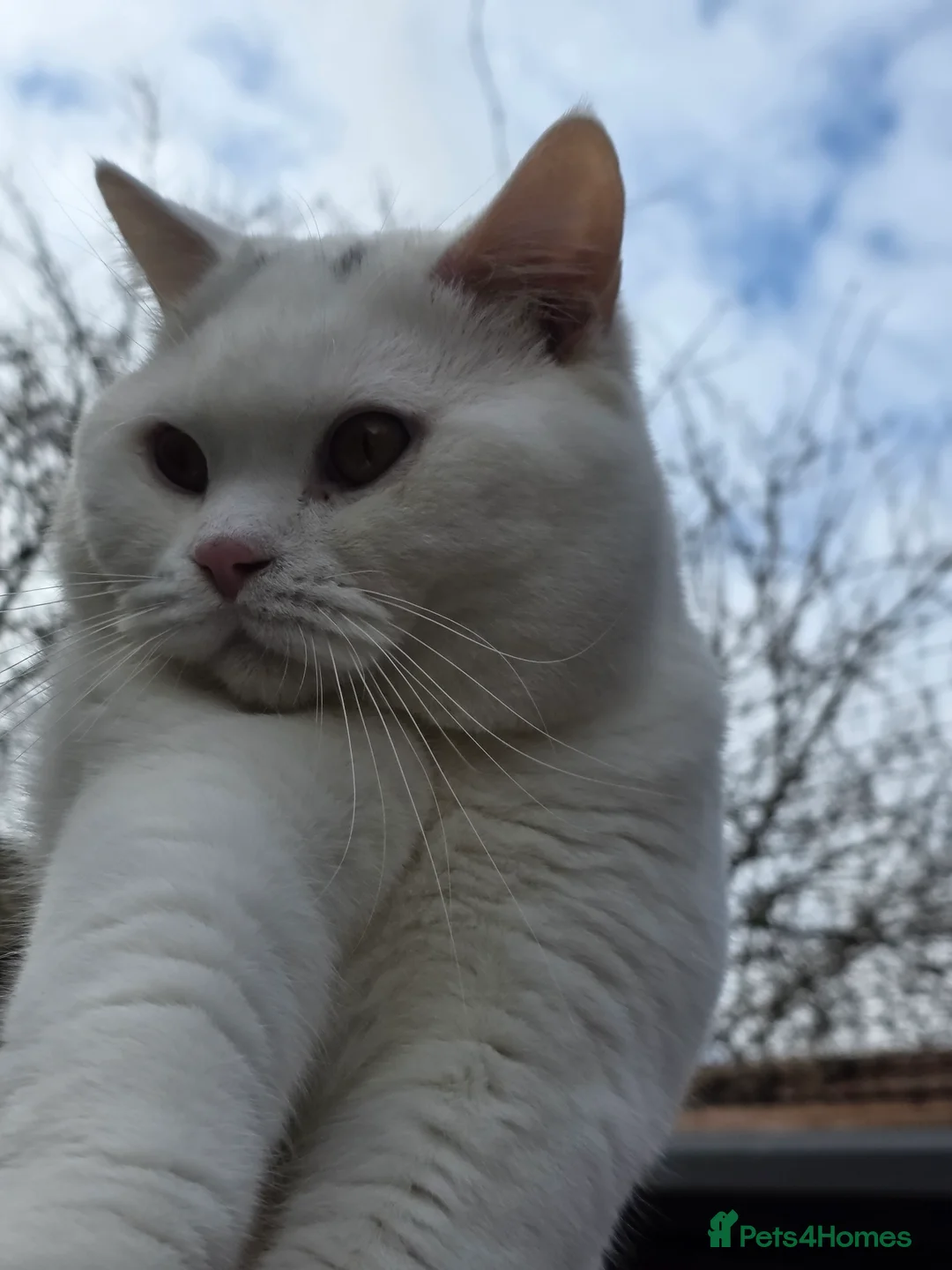 British Shorthair cats for stud: British Shorthair White Boy – proven stud service  - Advert 6