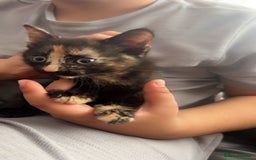 Mixed Breed cats for sale: Maximum  - Image 7