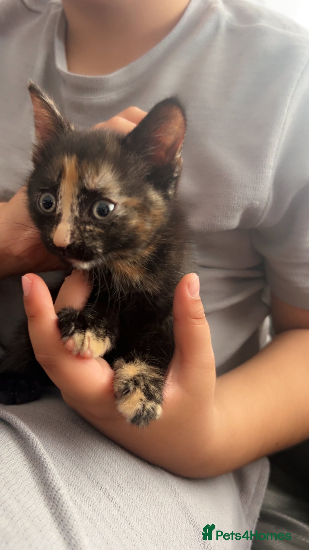 Mixed Breed cats for sale: Maximum  - Image 7