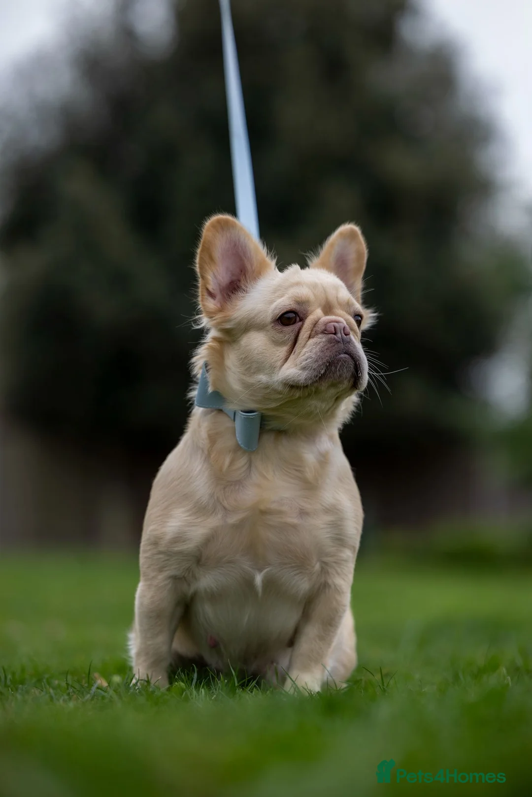 French Bulldog dogs for sale: Fluffy Frenchies looking for forever homes - Advert 1