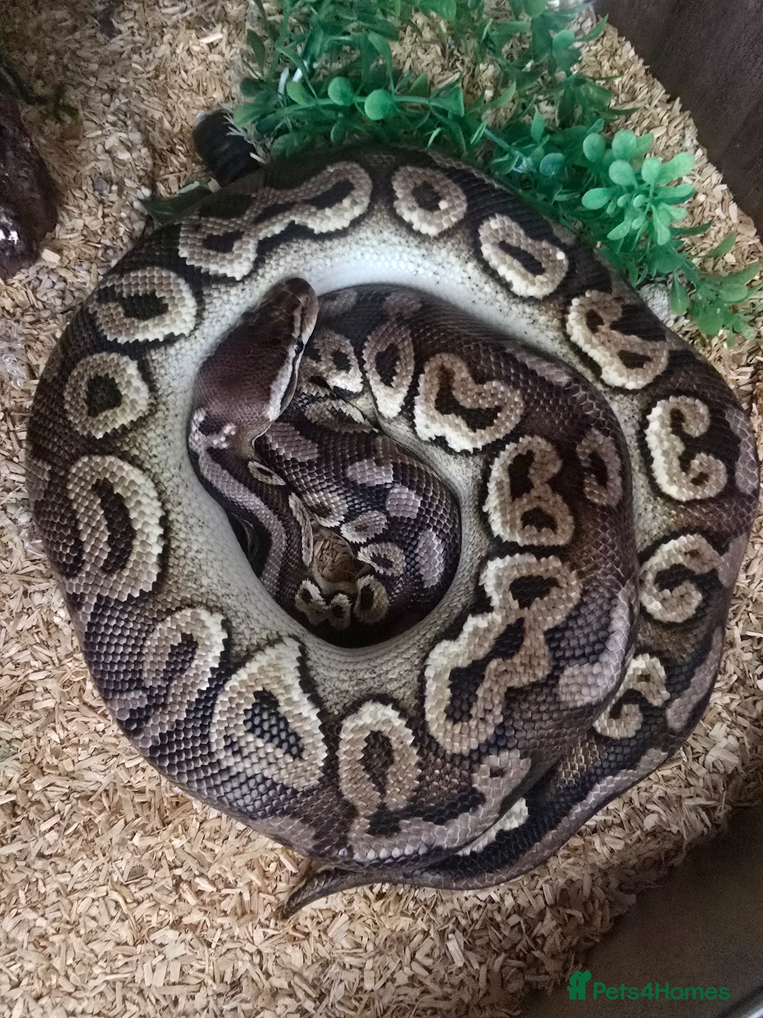 Python Snake reptiles Royal 'Ball' Python - Advert 1