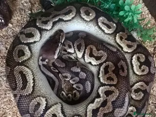 Python Snake reptiles Royal 'Ball' Python - Advert 3