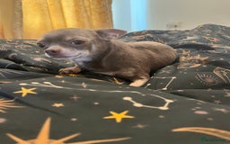 Chihuahua dogs for sale: 3YR OLD CHIHUAHUA - Image 2