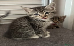 Mixed Breed cats for sale: Silver & brown British shorthair / bengal kittens  - Image 4