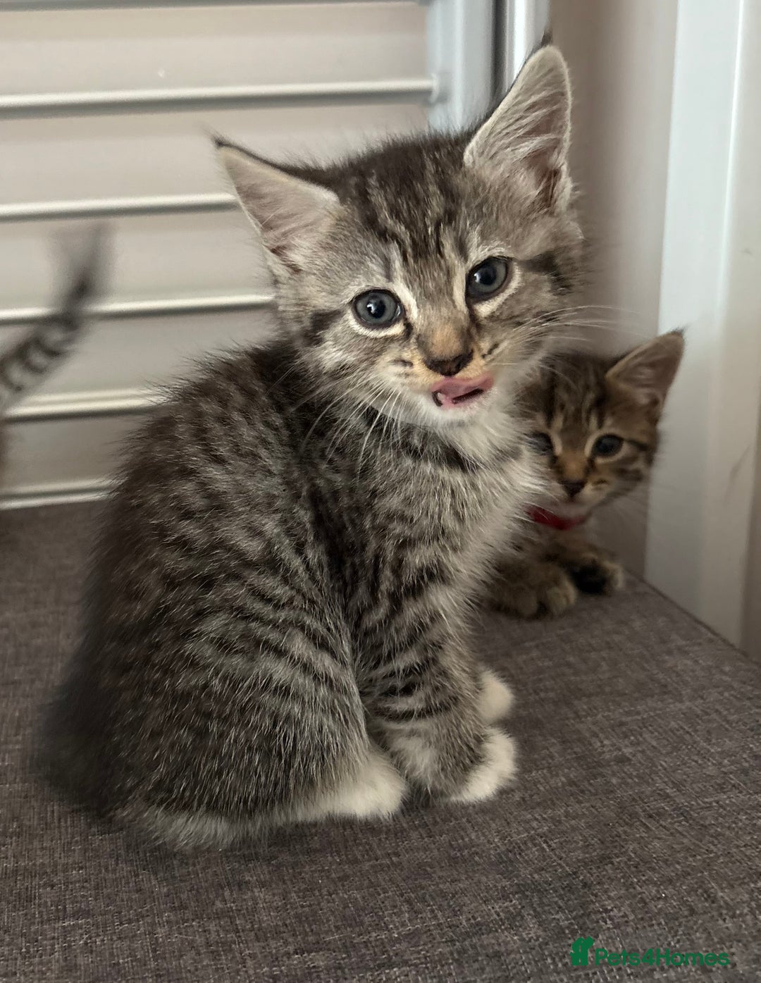 Mixed Breed cats for sale: Silver & brown British shorthair / bengal kittens  - Image 4