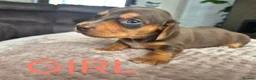 Miniature Dachshund dogs for sale: Beautiful Miniture Dachshunds - Advert 2