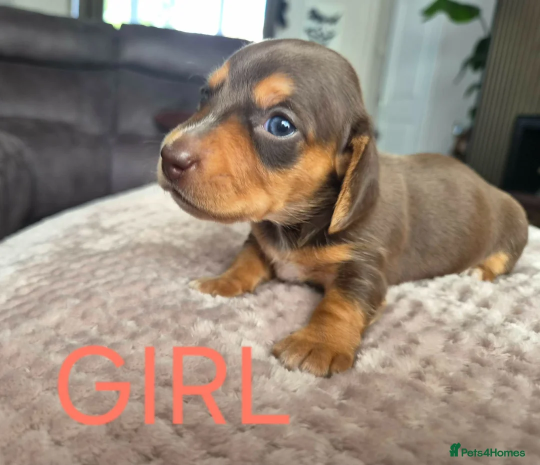 Miniature Dachshund dogs for sale: Beautiful Miniture Dachshunds - Advert 2