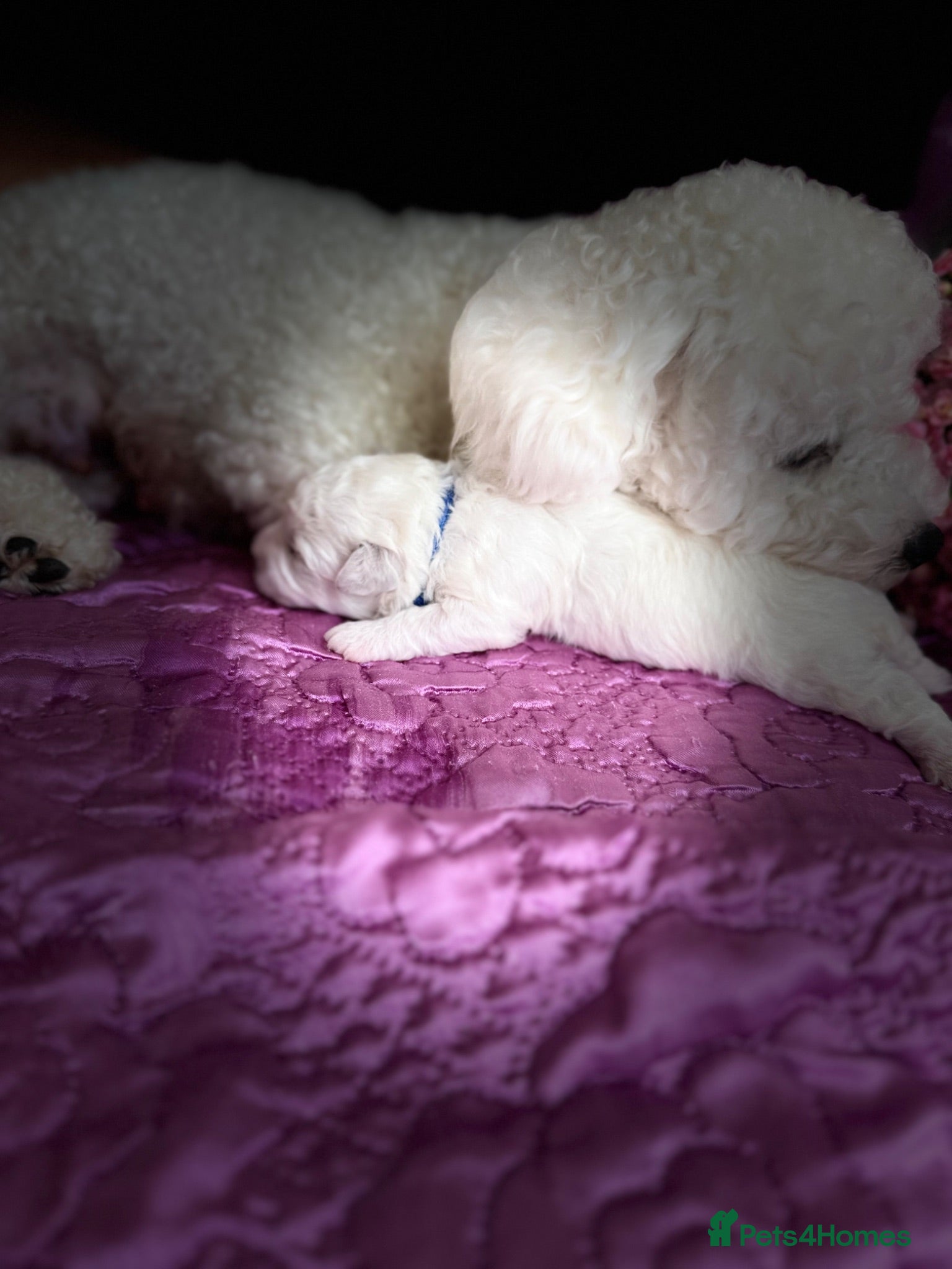 Bichon Frise dogs ☁️ Little Clouds Looking for Their Forever Home ☁️ - Advert 2