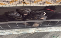 German Shepherd dogs for sale: German shepherd puppies  - Image 3