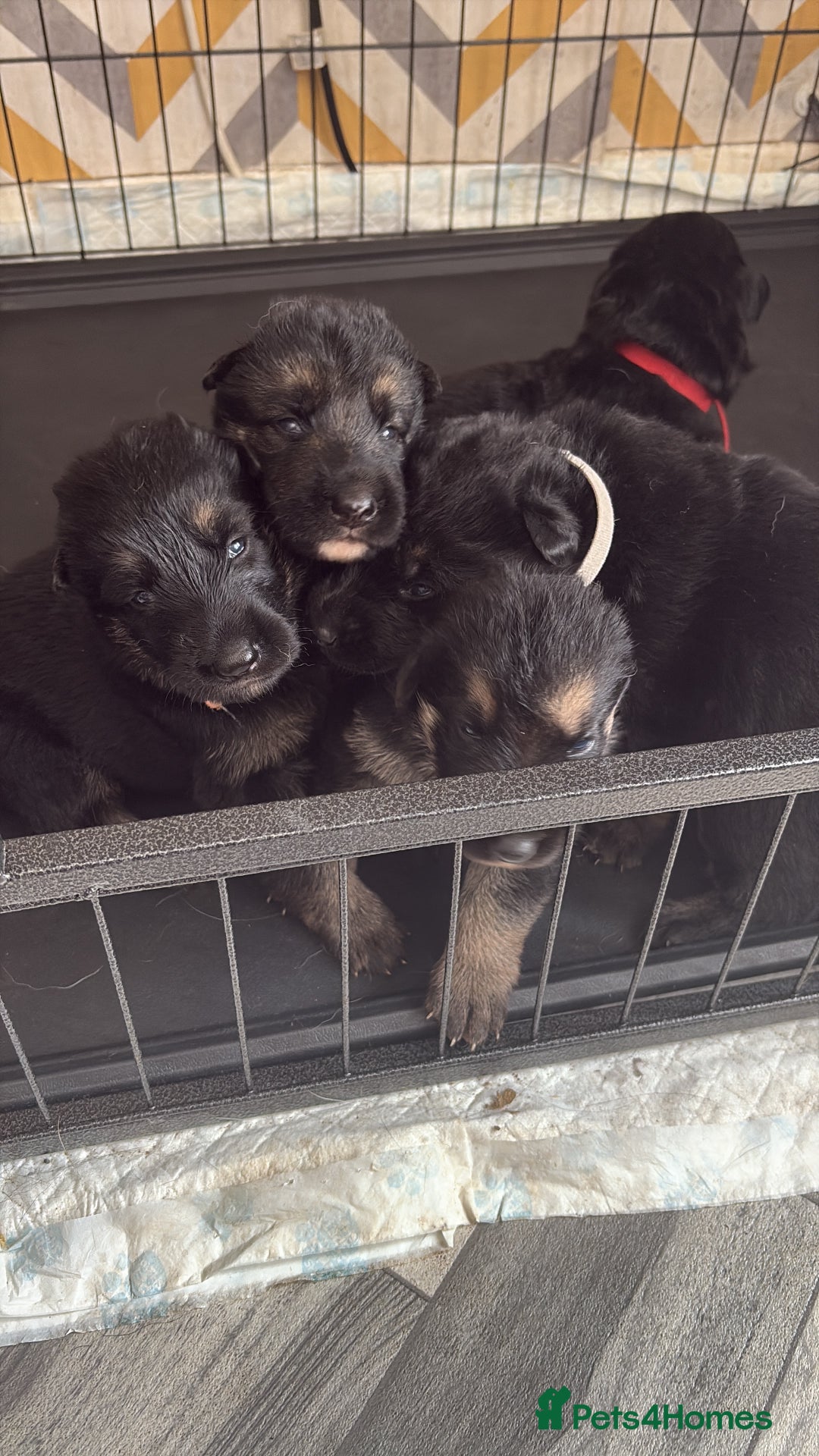 German Shepherd dogs for sale: German shepherd puppies  - Image 3