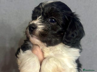 Cavapoo dogs F1 tiny toy cavapoo extensively health tested - Advert 12