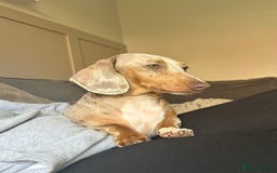 Miniature Dachshund dogs for sale: 2 beautiful mini daxi pups - Image 12