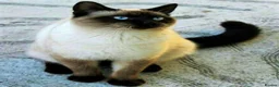 Siamese cats for sale: Applehead Siamese 1 Stunning Baby Avaialable  - Advert 4