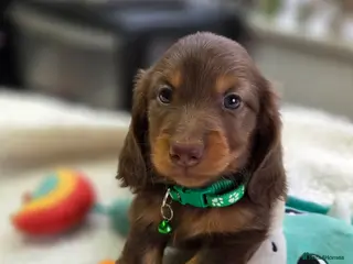 Miniature Dachshund dogs Miniature Dachshund - Advert 3