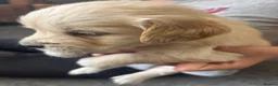 Golden Retriever dogs for sale: Gorgeous goldens - Advert 11