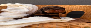 Cocker Spaniel 3