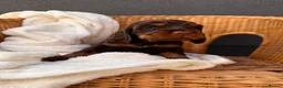 Cocker Spaniel dogs for sale: Show type cocker spaniels  - Advert 15
