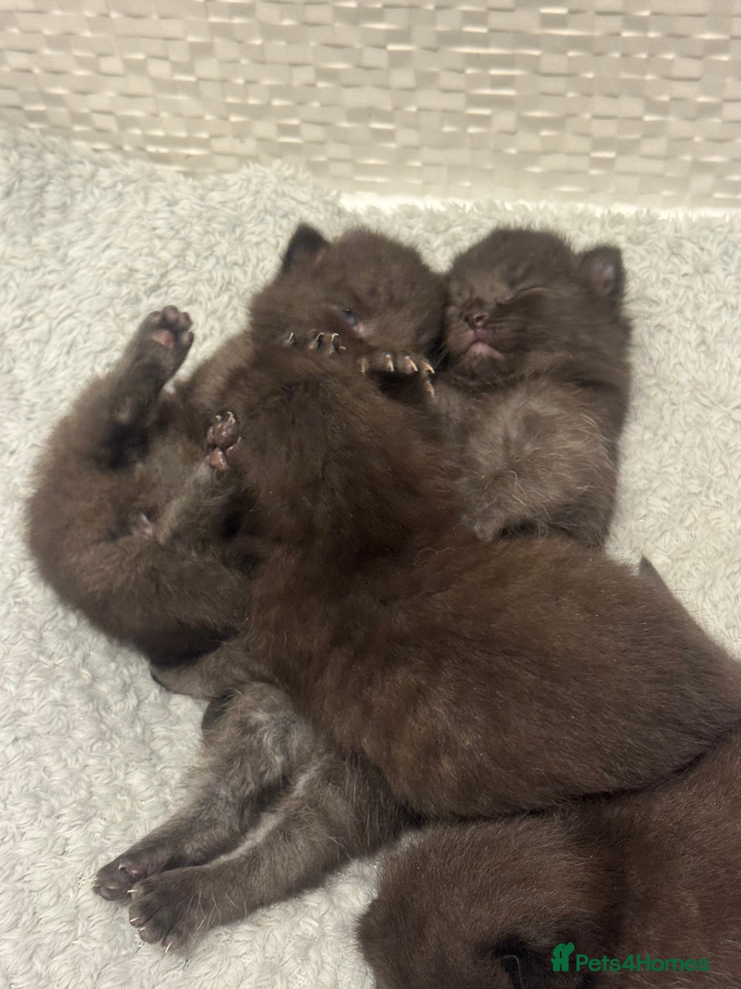 British Shorthair cats for sale: 4 kittens half British shorthair  - Advert 5