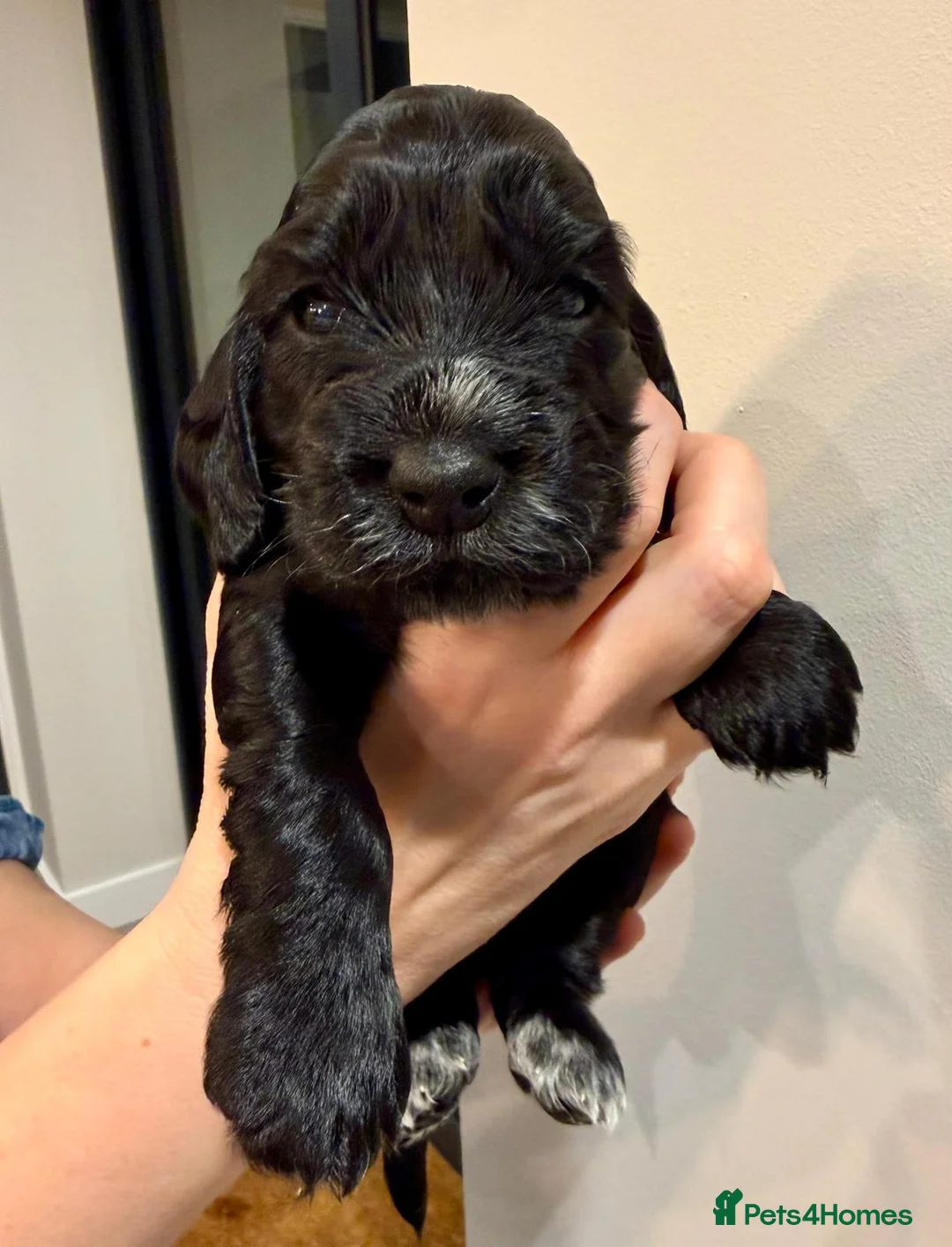 Cocker Spaniel dogs for sale: Gorgeous KC/Full Health Cocker Spaniel show type - Advert 33