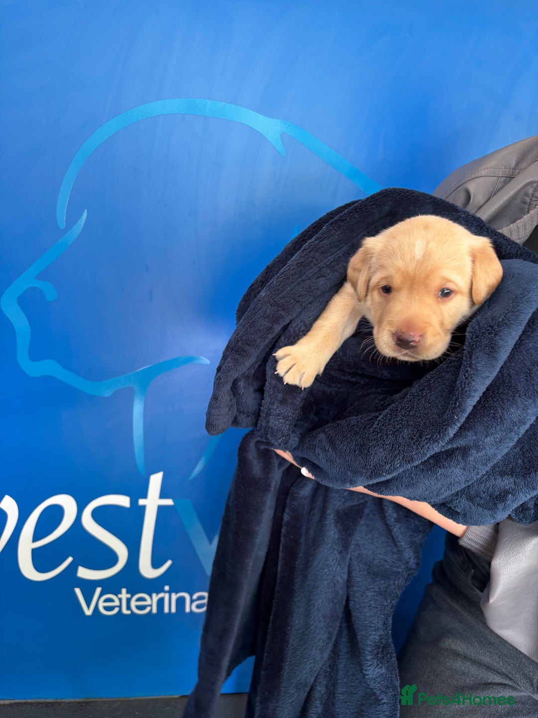 Labrador Retriever dogs for sale: WORMAGS KC REGISTERED LAST LABRADOR PUPPY - Image 10
