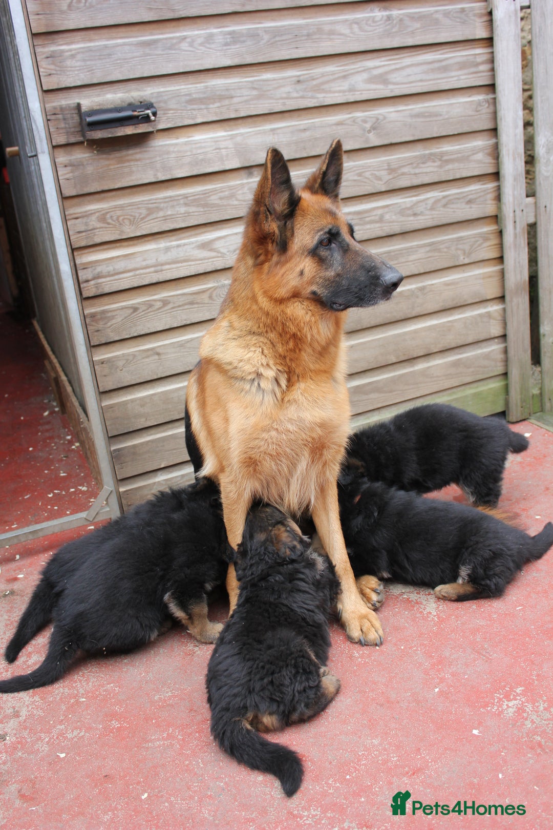 Gallery Image {{count}}