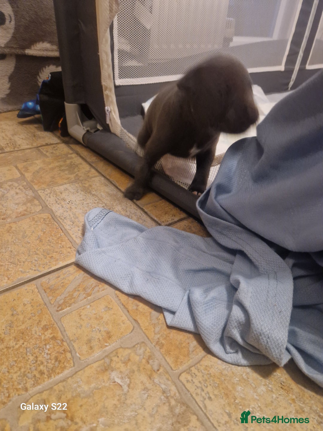 Staffordshire Bull Terrier dogs for sale: PIRO X PHARAON BLUE PUPS - Advert 8