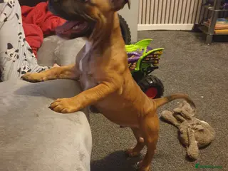 Staffordshire Bull Terrier dogs Kc staff red boy - Advert 2