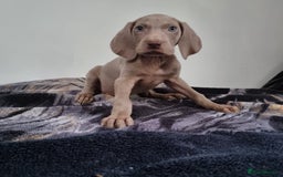 Weimaraner dogs for sale: Blue and Silver Weimaraner  - Image 7