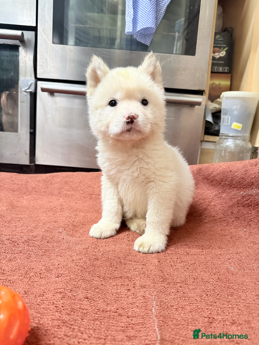 Akita dogs for sale: American Akita - Advert 4