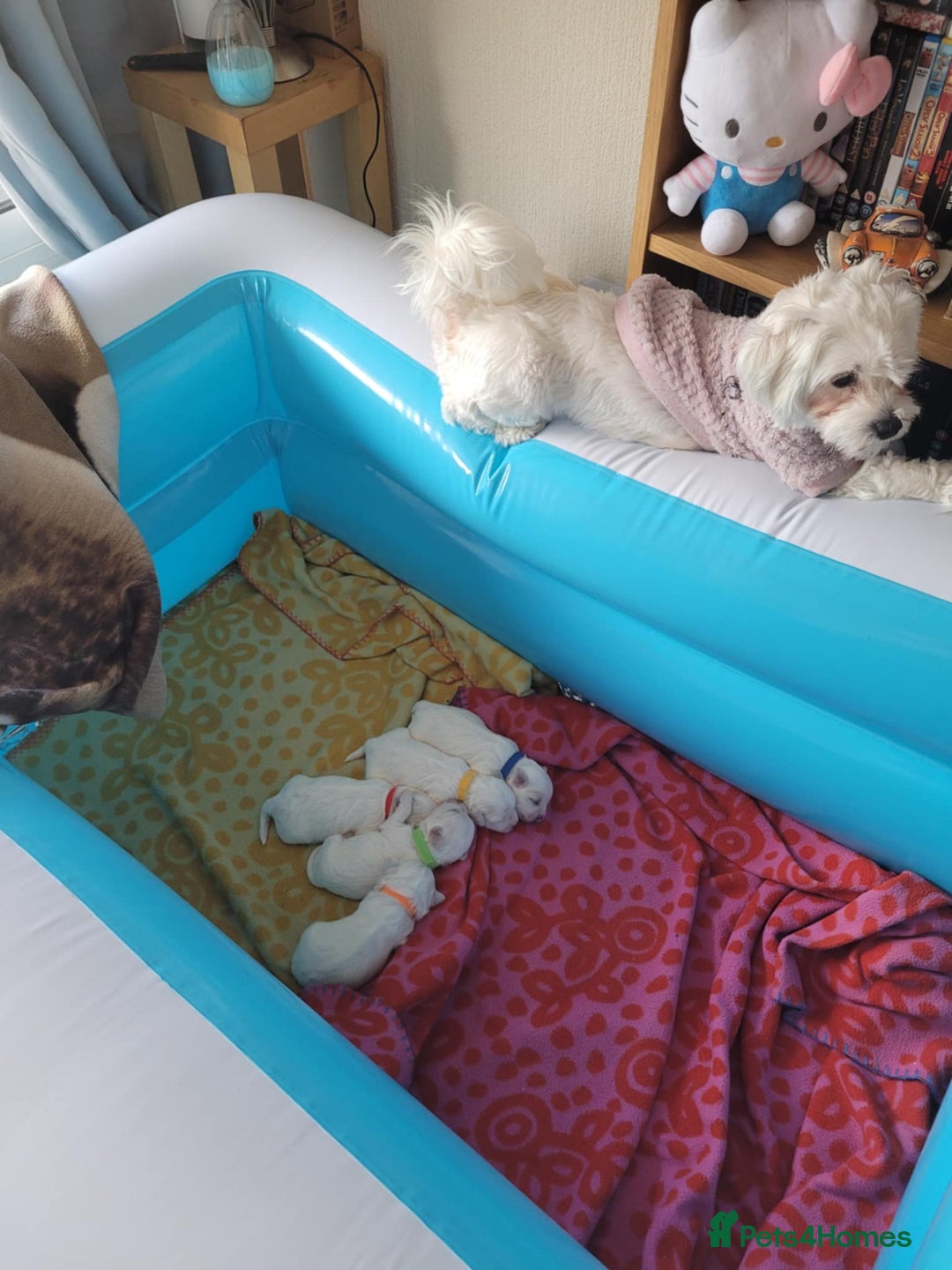Maltese dogs for sale: Sale:4 maltese pups  - Image 14
