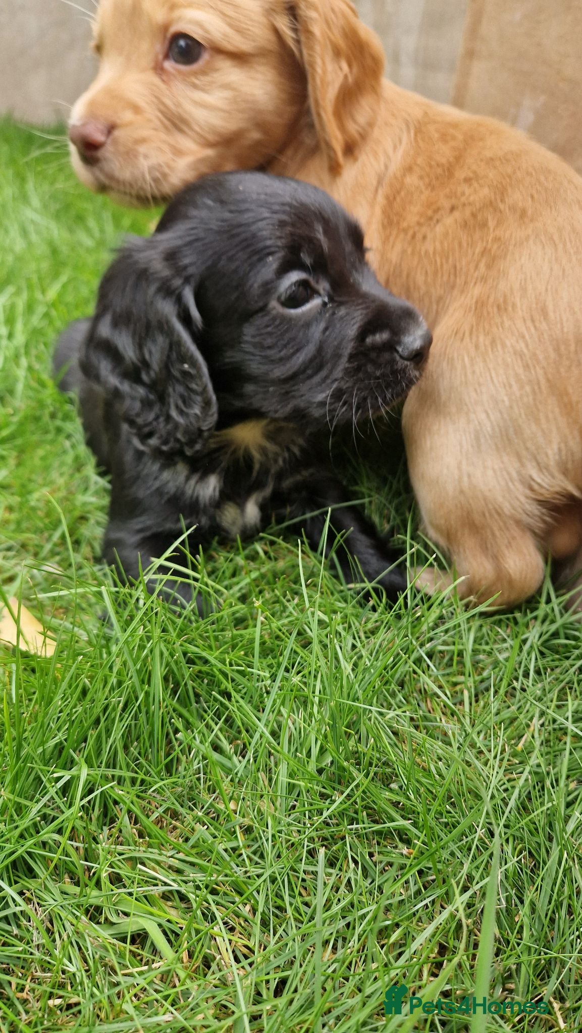 Cocker Spaniel dogs KC Cocker spaniel pups  - Advert 2